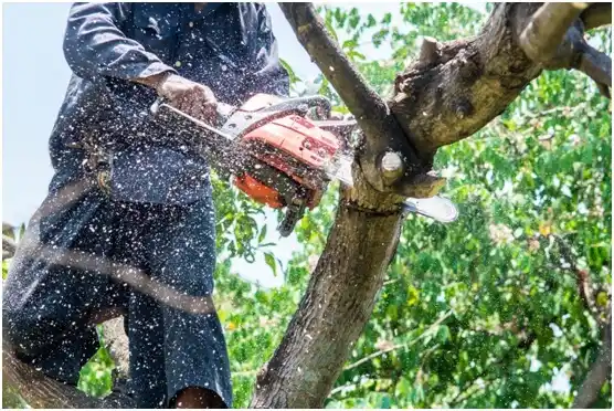 tree services Prospect